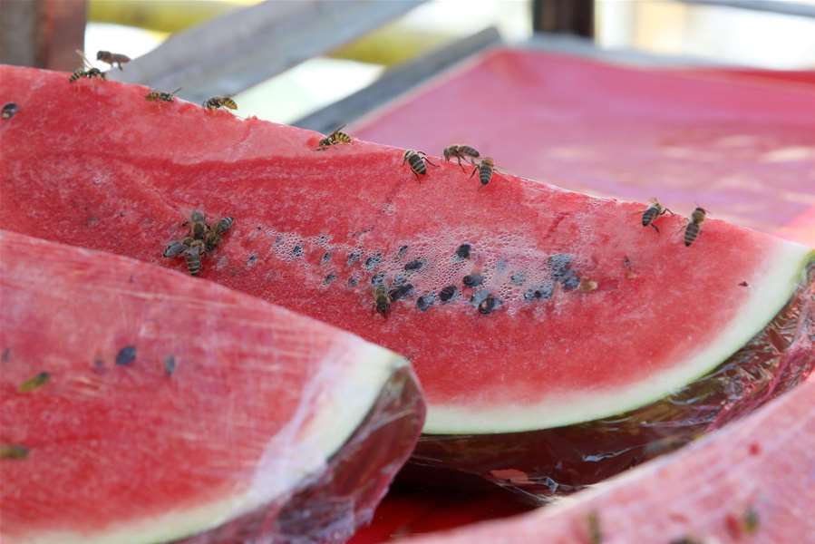 Pixsell lubenice.jpg