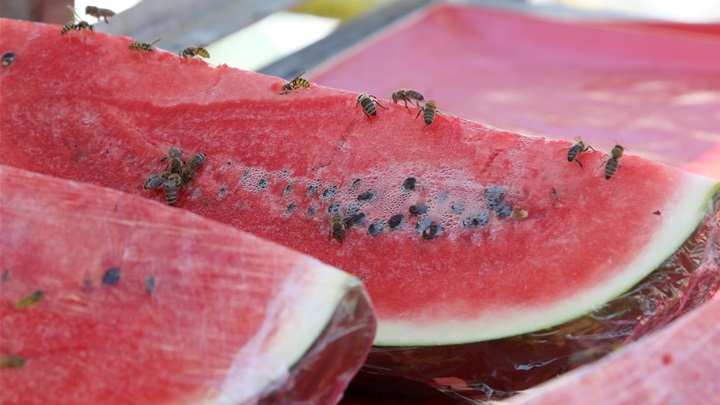 Pixsell lubenice.jpg