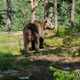 Medvjed šeće po maceljskim šumama, budite oprezni, pozivaju lovci