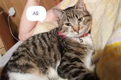 Pomozite vlasnicima da pronađu mačka Asa