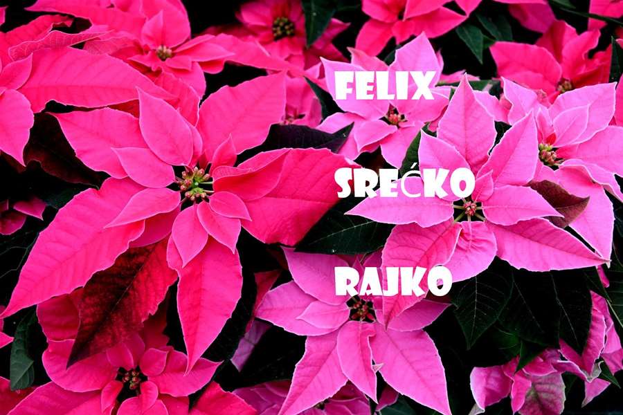 rajko-