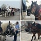 UŽIVO: Okupljaju se konjske zaprege i jahači za vozočašće u Mariju Bistricu