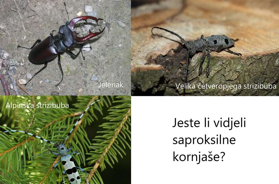 kornjaši.jpg