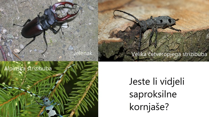 kornjaši.jpg