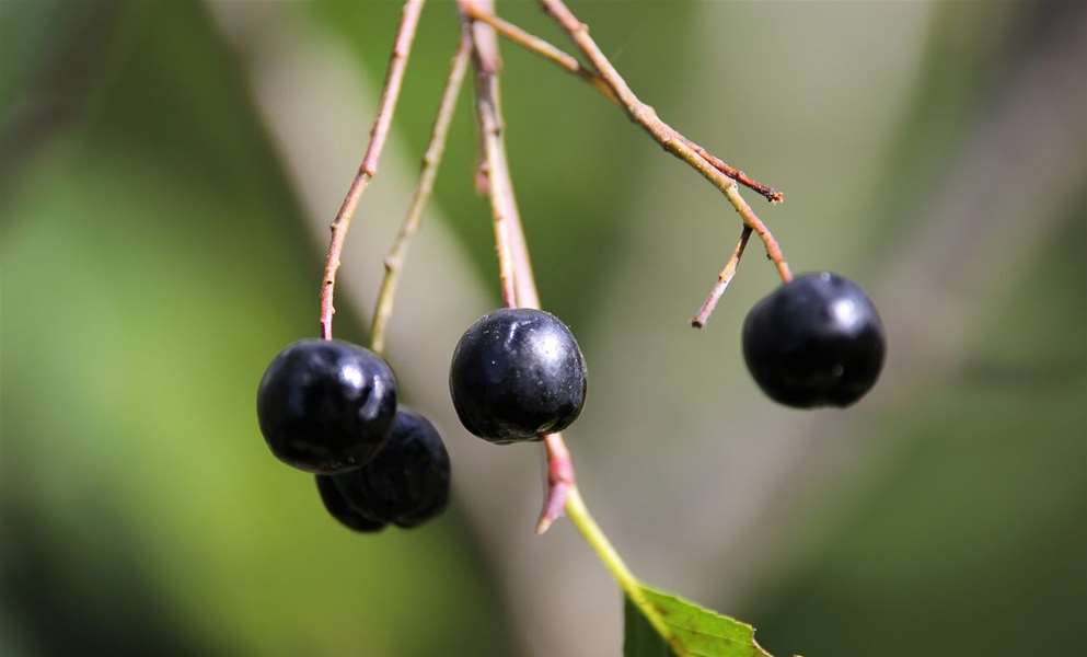 aronia-berries-5603745_1280-e1733486781296.jpg
