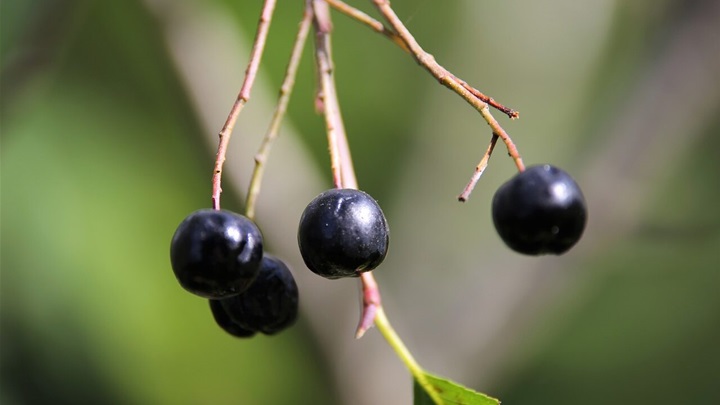 aronia-berries-5603745_1280-e1733486781296.jpg