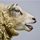 Ovce tragale za svježom travom nakon poplava pa pojele 100 kila ''marice'' 