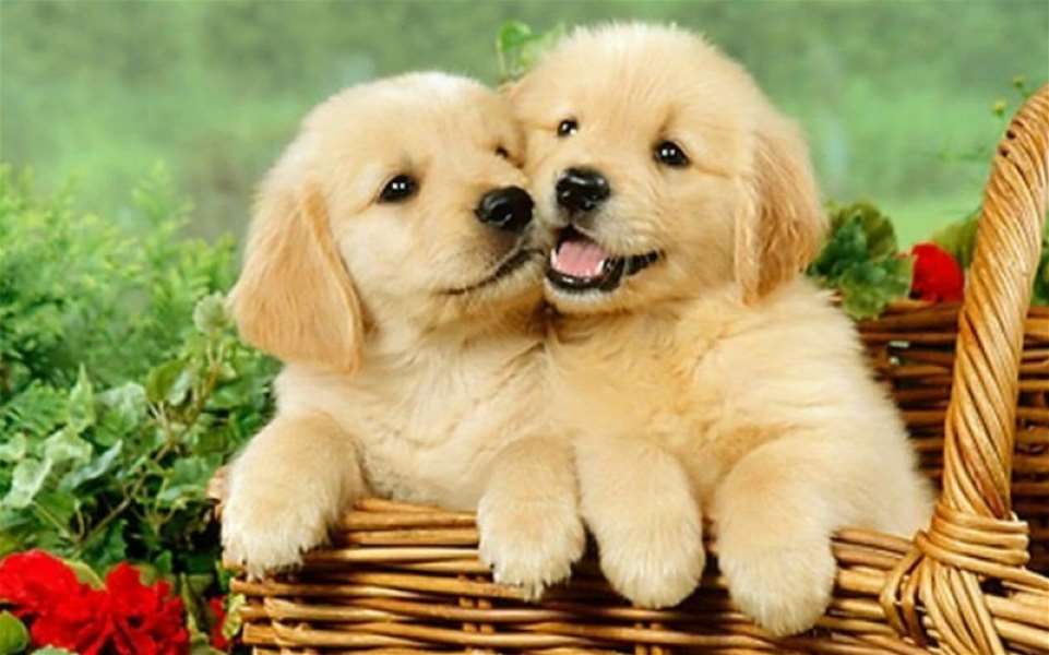 cute_puppies_wallpaper_19_a668.jpg
