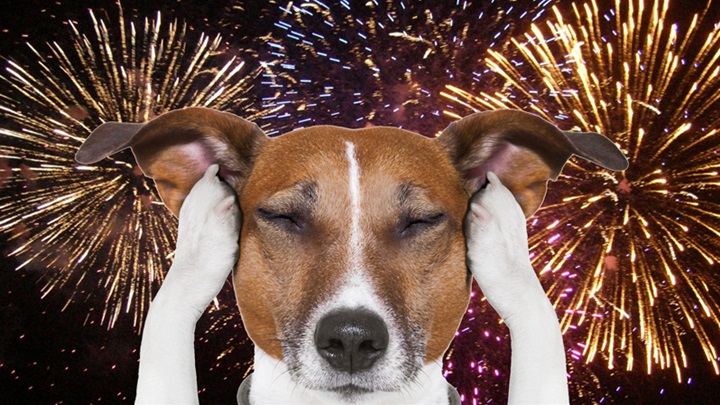 dog-fireworks.png