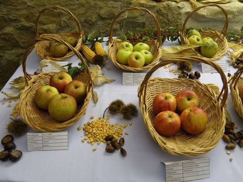 dani jabuka u desiniću.jpg