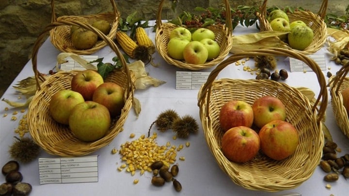 dani jabuka u desiniću.jpg