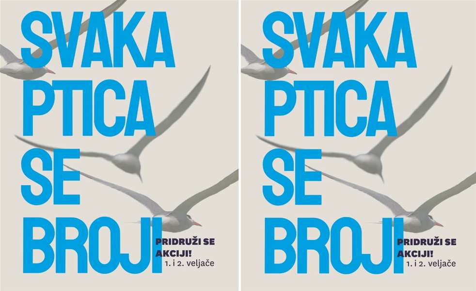svaka ptica se broji.jpg