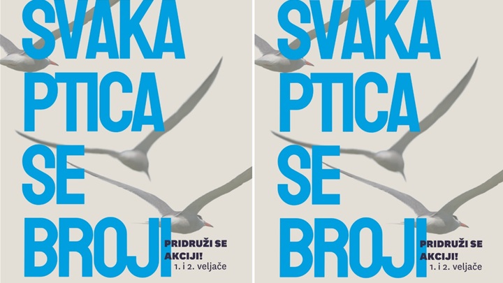 svaka ptica se broji.jpg