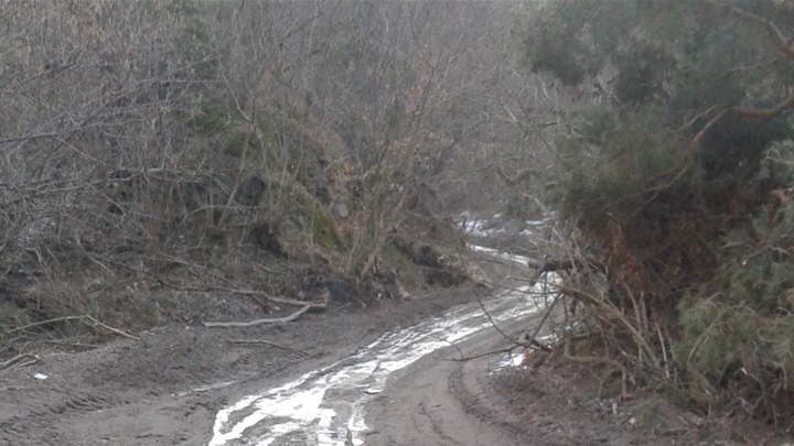 sječa drva glavna.jpg