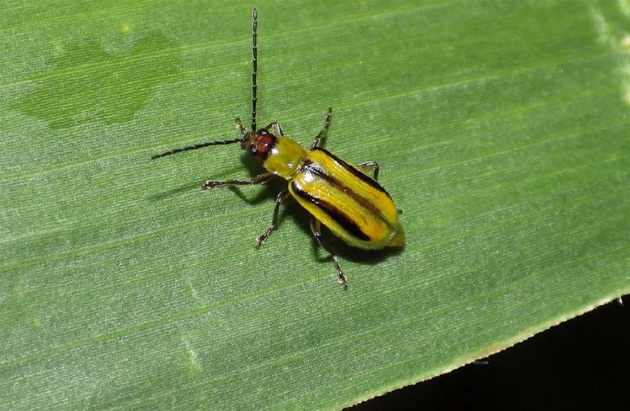 kukuruzna zlatica/ foto:poljoinfo.com