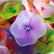 Izvedite se za Dan žena: Posjetite zanimljivu izložbu cvijeća od hulakopki