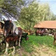Druženje uzgajivača konja u Pristavi 