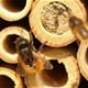 Znate li što su 'solitarne pčele' i zašto su izuzetno važne? Stigle su u Zagorje