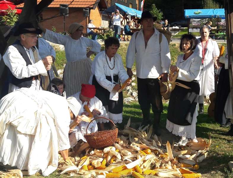 branje kuruze i lupitva