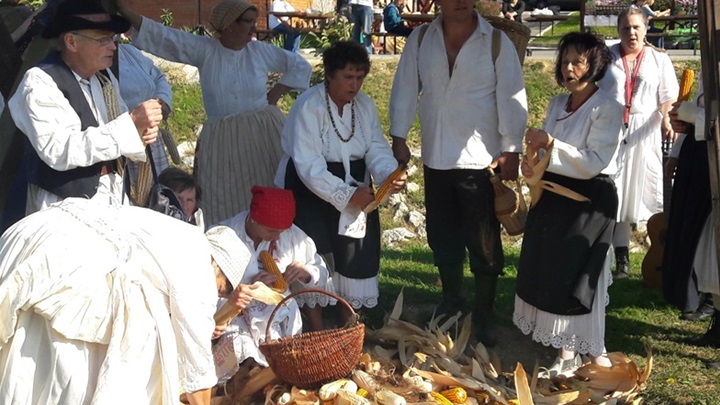 branje kuruze i lupitva