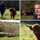 Branko na bregu u Zagorju uzgaja škotsko visinsko govedo: 'Korist je višestruka''