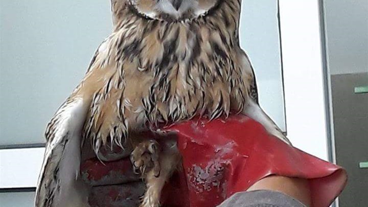 Sova je spašena iz žbunja