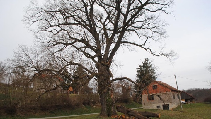 hrast zagorska sela.jpg