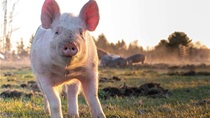Zagorec moli pomoć: 'Nestala mi je ženska svinja od 120 kila. Luta po šumi'