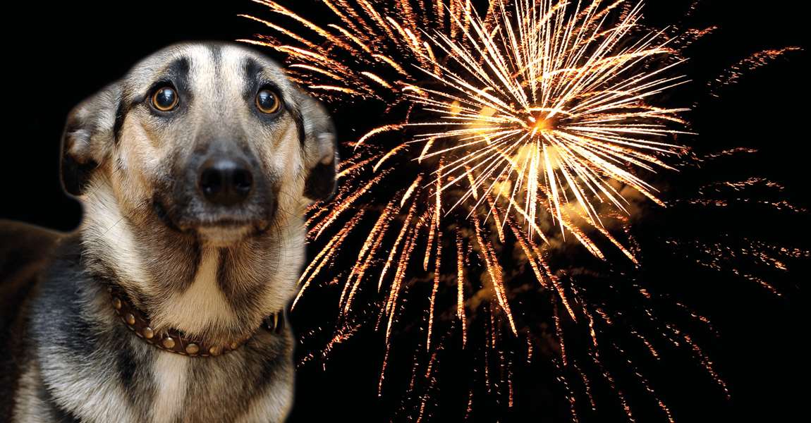 47821_firework-facebook-dog-image-450x235-pixels-v2.jpg