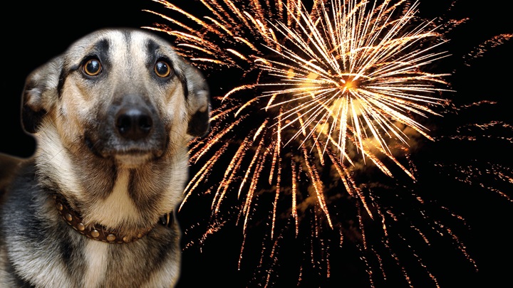 47821_firework-facebook-dog-image-450x235-pixels-v2.jpg