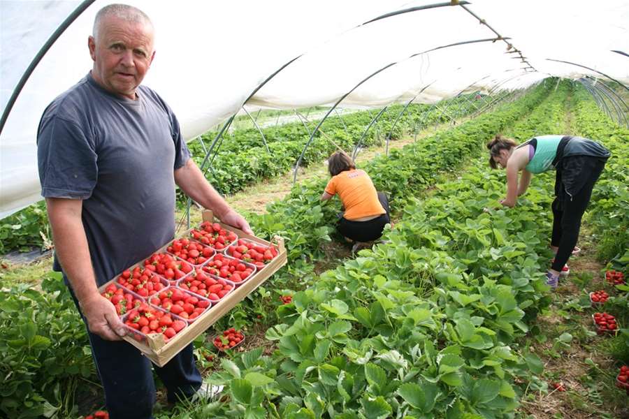 OPG Drempetić jedan je od proizvođača ekološkog voća i povrća u Donjoj Stubici