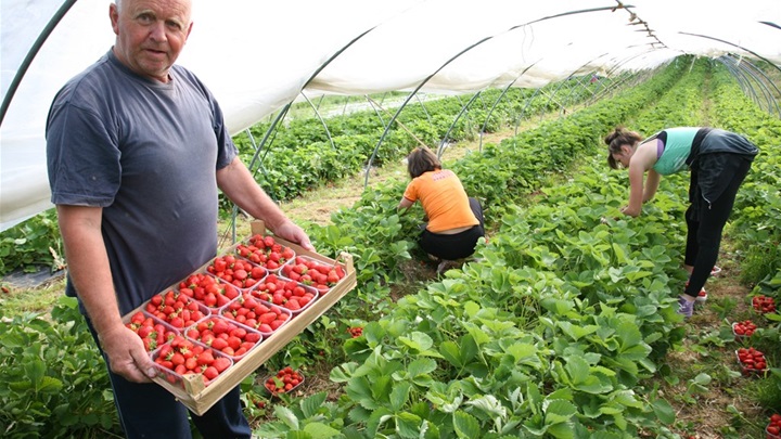 OPG Drempetić jedan je od proizvođača ekološkog voća i povrća u Donjoj Stubici