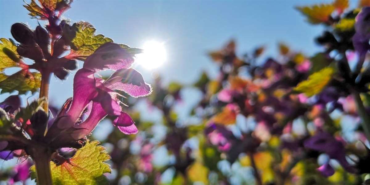 vrijeme slika proljeće sunce (2).jpg