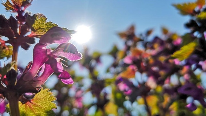 vrijeme slika proljeće sunce (2).jpg