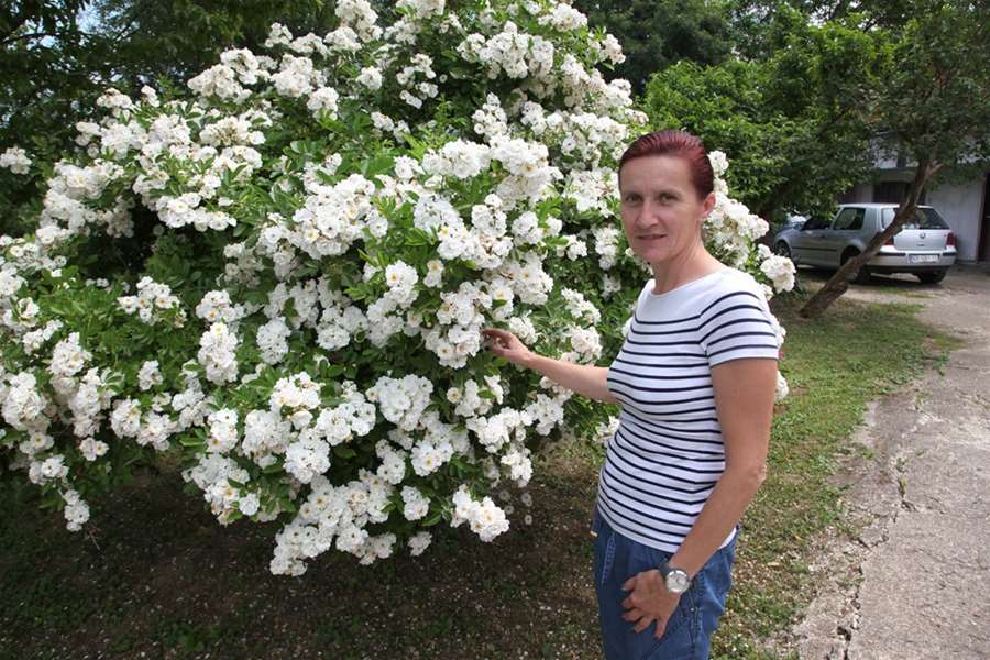 ruža donja stubica.jpg