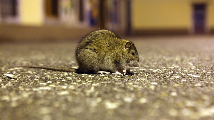 štakor pixssel .jpg