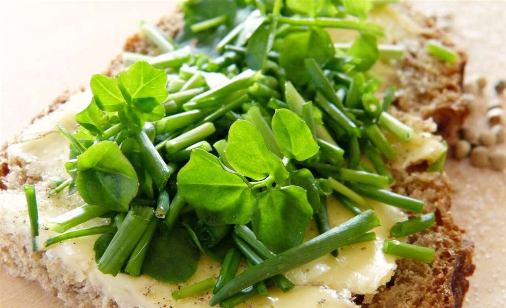 watercress-2148629_1280-e1746688291747 (1).jpg