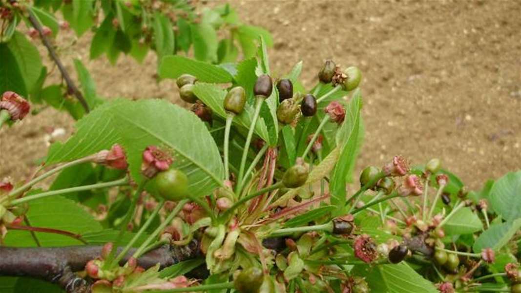 4. TRESNJA CRNA POPUT ZRNA KAVE.JPG