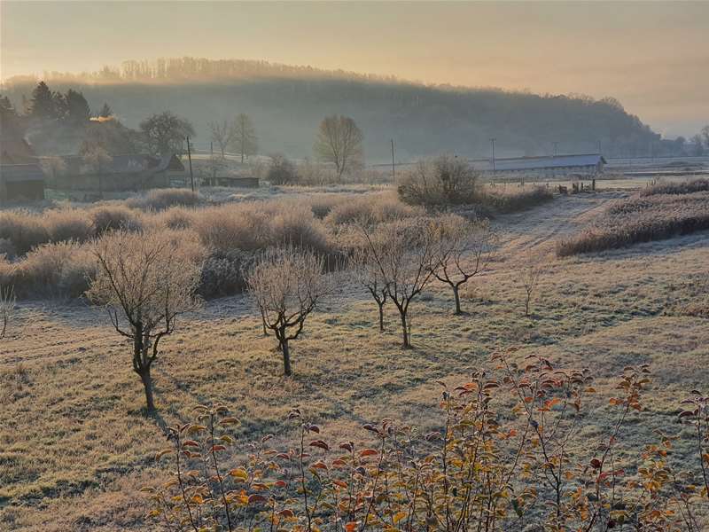 mrazić-