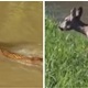 [VIDEO] Hrabra srna pobijedila nabujalu vodu