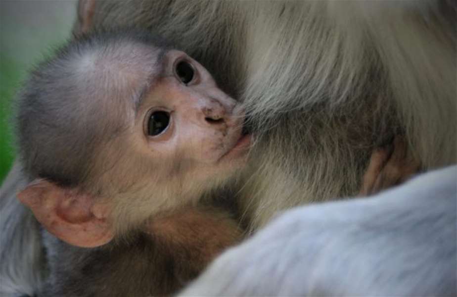 foto: Damir Kranjac/ZOO Zagreb