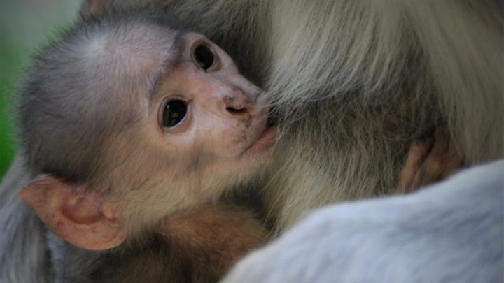 foto: Damir Kranjac/ZOO Zagreb