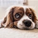 Misteriozni virus napada pse: Ugibaju u roku tri dana, a simptomi su slični poznatoj bolesti
