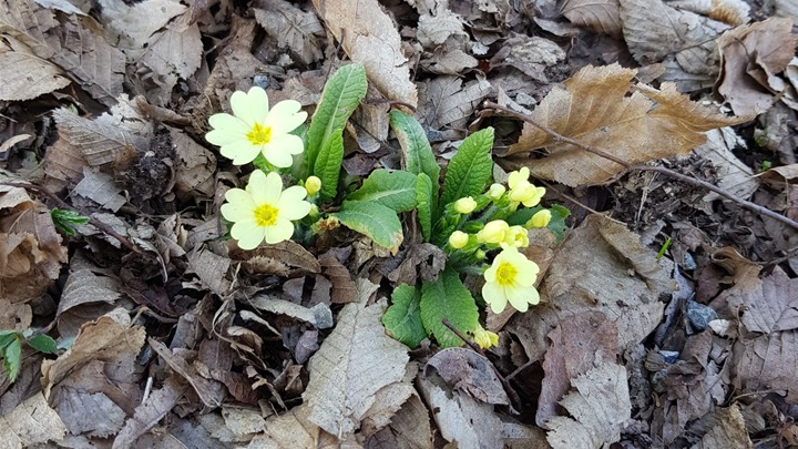 prognoza proljeće.jpg