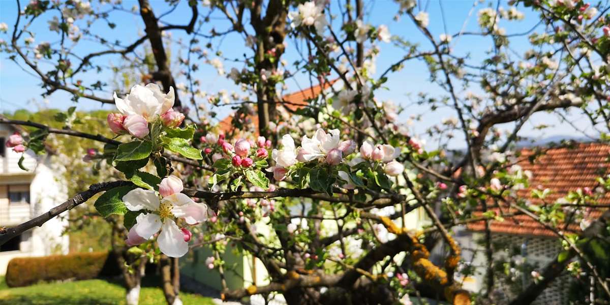 proljeće sunce 4.jpg