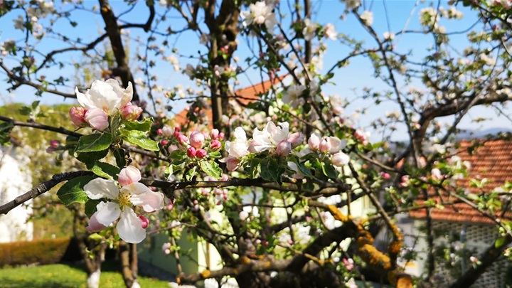 proljeće sunce 4.jpg