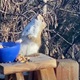 VIDEO: Ovo će vas nasmijati, vjeverica se napila nakon što je pojela fermentirane kruške