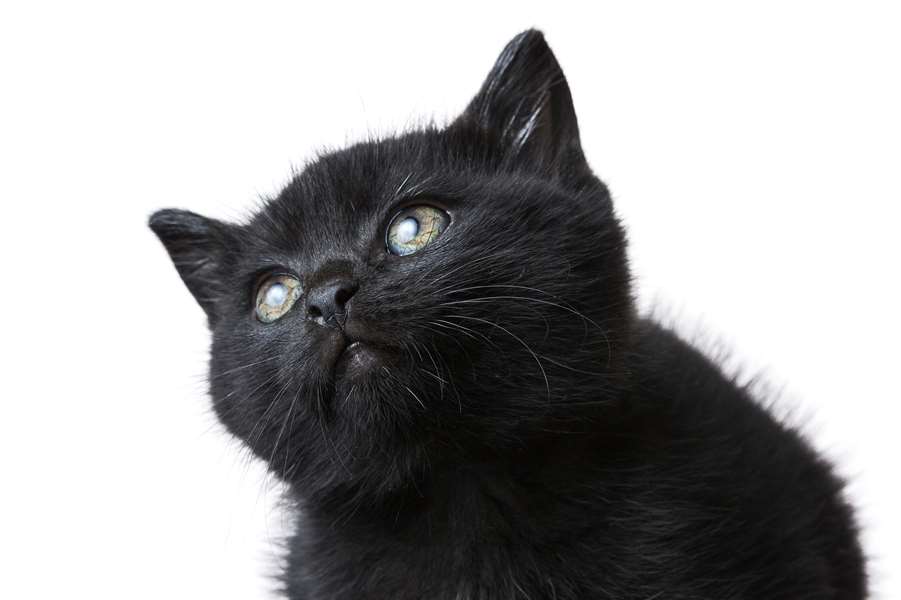 crna mačka.jpg