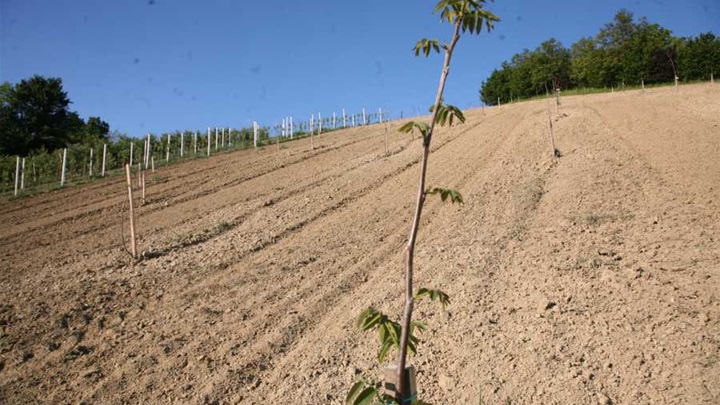 BAKEK VOĆARSTVO 2.jpg