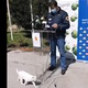 [VIDEO] Predivna mačka ušetala na presicu Županijskog stožera